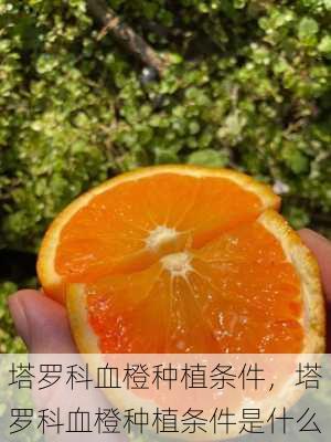 塔罗科血橙种植条件，塔罗科血橙种植条件是什么